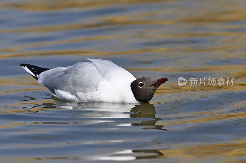 黑头鸥(Larus ridibundus)